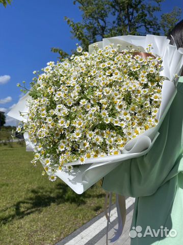 Ромашки (букет из цветов)