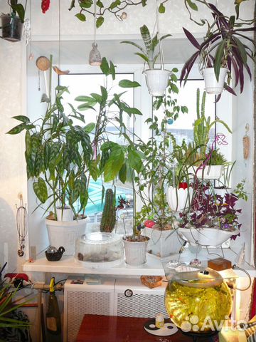 Комнатные растения Комнатные растения