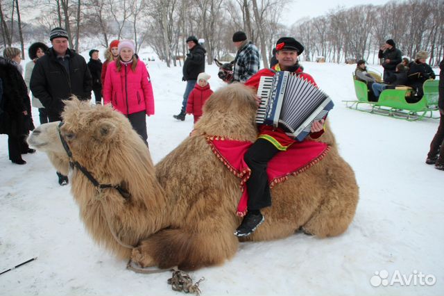Музыкант, певец, ведущий, аккордеонист, саксофон