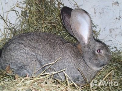 Самки кролика породы Фландр купить на Зозу.ру - фотография № 1