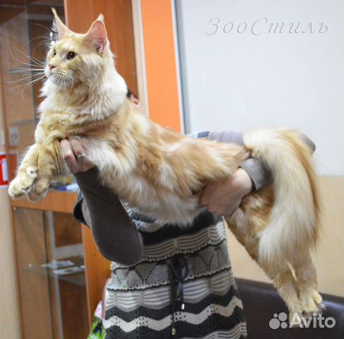 Разводная оценка коту понятно, мог