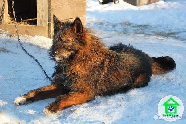 Верная собака Хлоя купить на Зозу.ру - фотография № 4