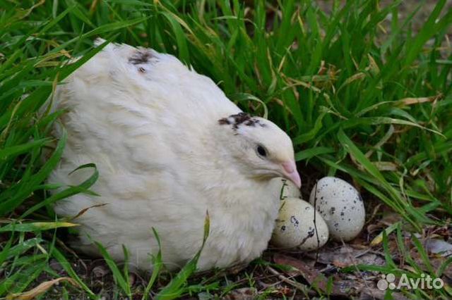 Инкубационные яйцо перепелов, цыплята