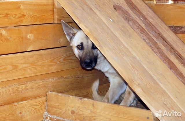 Молодой красивый пёс в свой дом купить на Зозу.ру - фотография № 2