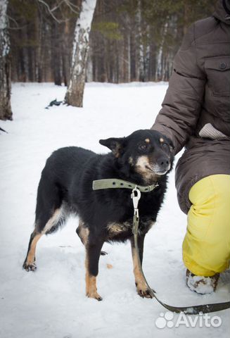 Очень добродушная собака ищет дом купить на Зозу.ру - фотография № 2