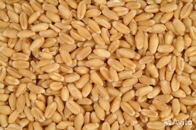 Пшеница, кг
