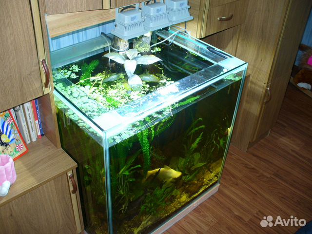Аквариумные растения. продажа аквариумов купить на Зозу.ру - фотография № 2