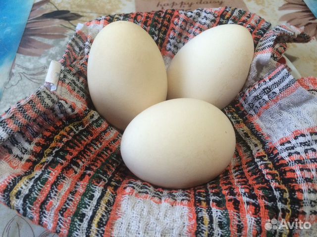 Гусиные и индюшиные яйца. Утиное и гусиное яйцо фото. Яйца гусиные на еду цена. Покажи фотографии яиц гусиная куриная индюшиная Утиная. Купить гусиное яйцо на авито
