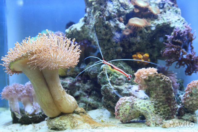 Морской аквариум 150 литров купить на Зозу.ру - фотография № 2