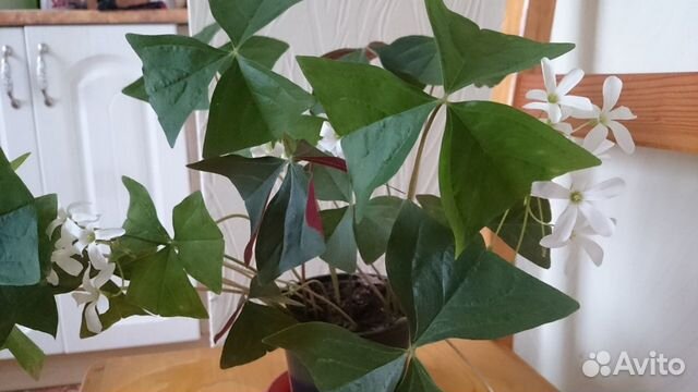 Цветущая кислица, оксалис, бабочка