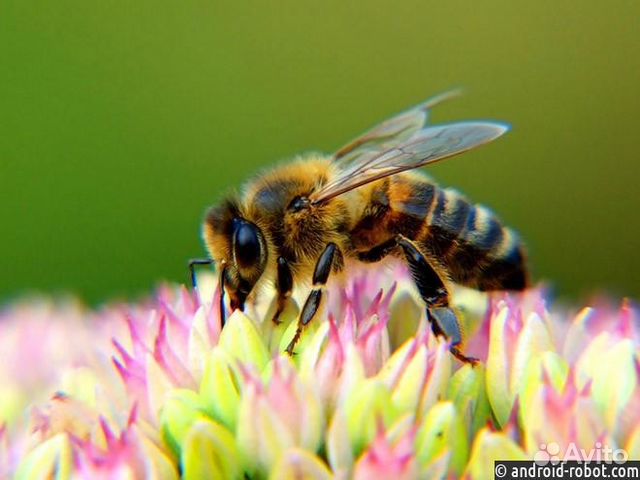 Пчелосемьи/пчелы купить на Зозу.ру - фотография № 1