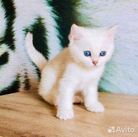 Кошечка Дакота котик Чили Bri ns 11 33;Bri ns12 33