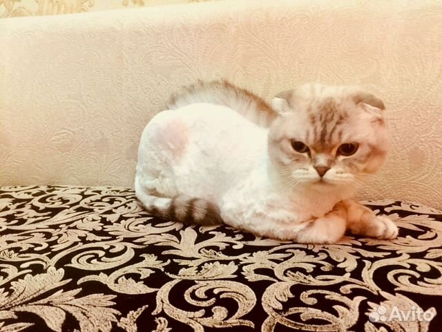 Стрижка собак и кошек