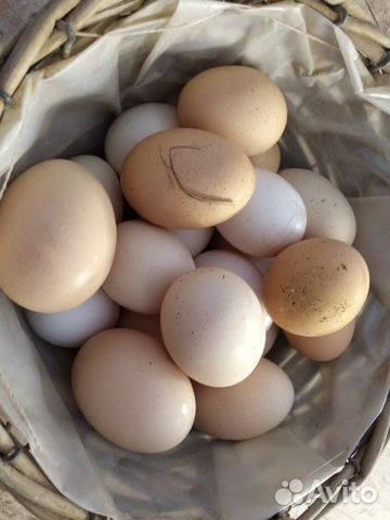 Яйцо инкубационное породистых кур купить на Зозу.ру - фотография № 1