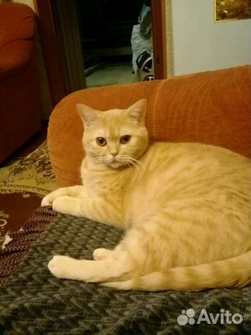 Кошка шотландка Кошка шотландка