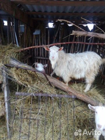 Продаются козы, индоутки на развод, индюка купить на Зозу.ру - фотография № 5