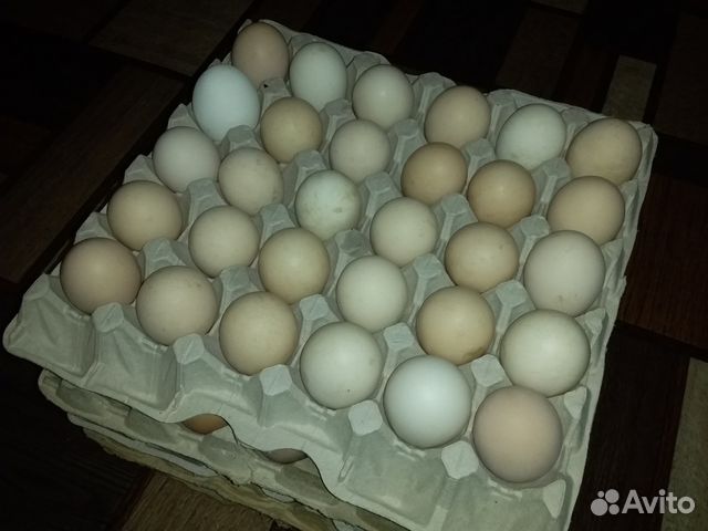 Инкубационное яйцо, Птица купить на Зозу.ру - фотография № 3
