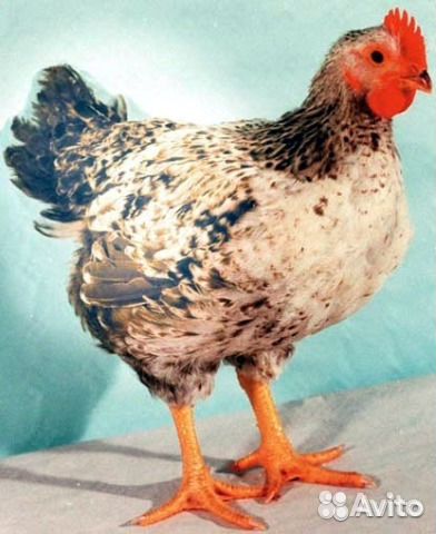 Цыплята цветного бройлера купить на Зозу.ру - фотография № 3