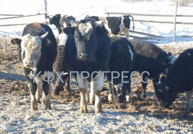 Телята бычки купить на Зозу.ру - фотография № 1