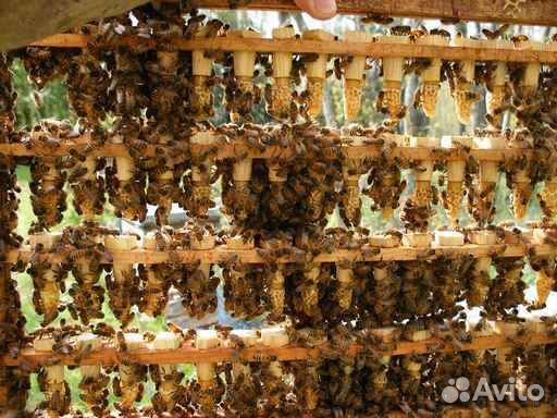 Пчелопакеты 2020 Бесплатная доставка по рт купить на Зозу.ру - фотография № 2