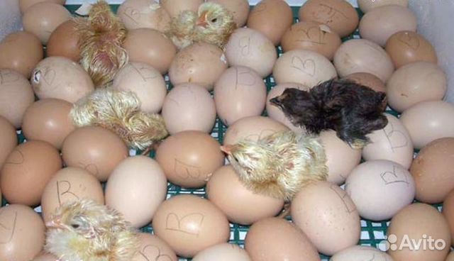 Куриное домашнее яйцо для инкубации купить на Зозу.ру - фотография № 2