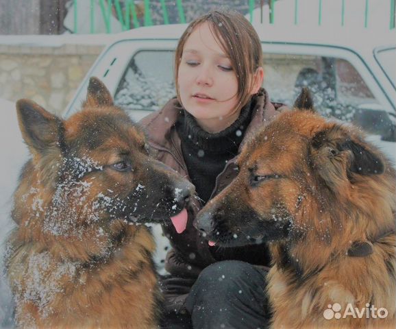 Дрессировка собак с кинологом Дрессировка собак с кинологом