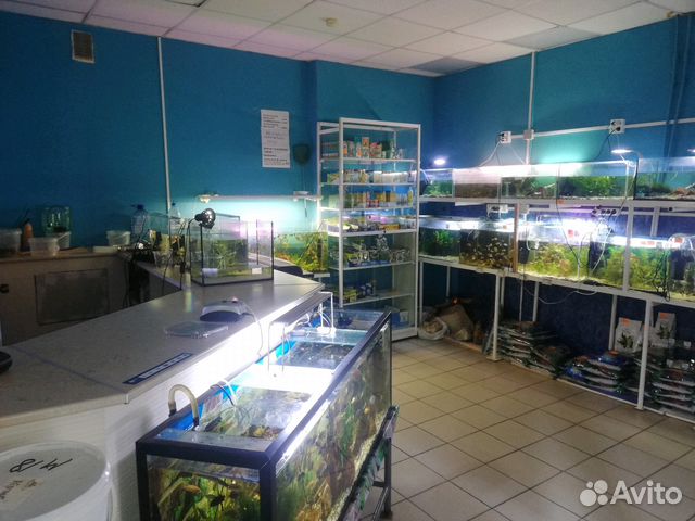 Рыбки, растения, амфибии, декоративные черепашки купить на Зозу.ру - фотография № 2