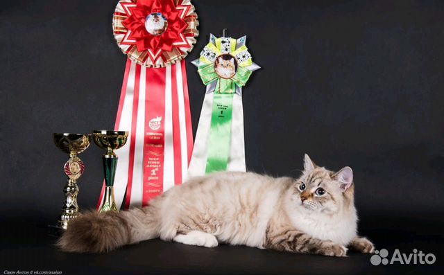 Элитные котята Элитные котята