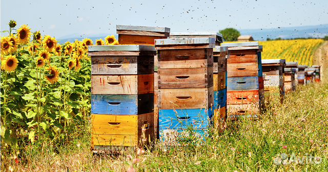 Продаются пчелиные ульи купить на Зозу.ру - фотография № 1