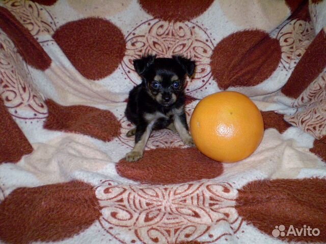 Тойчики-девочки