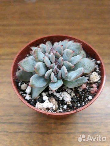 Echeveria apus cristata - Эхеверия