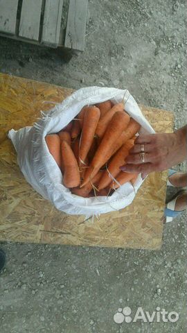 Морковь (морковка)