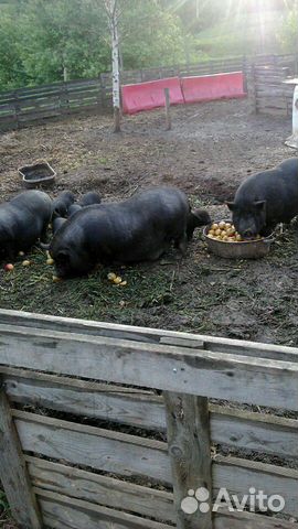 Свиноматки покрытые, поросята 3 мес Свиноматки покрытые, поросята 3 мес