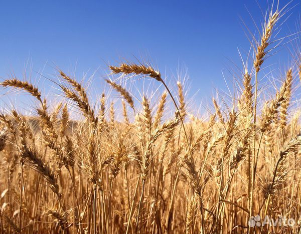 Пшеница, овес купить на Зозу.ру - фотография № 1