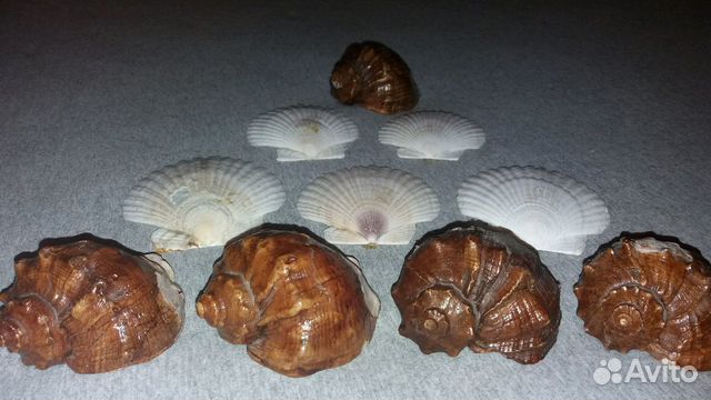 Раковины морские ракушки большие 10 штук