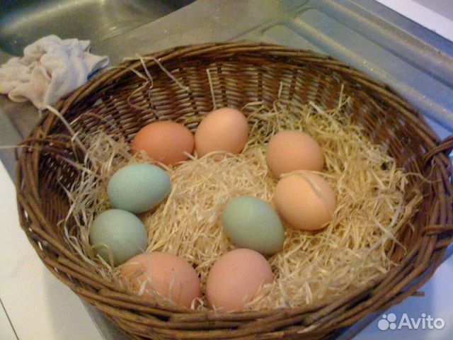 Яйца домашние 2 зеленых+8 желтых