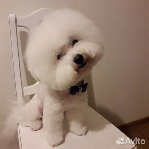 Стрижка собак