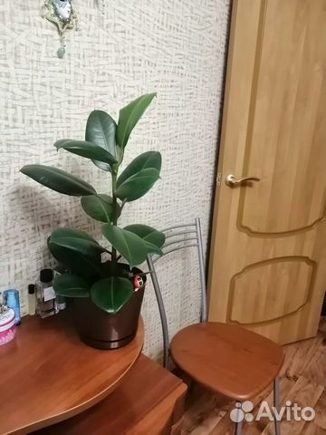 Комнатные растения Комнатные растения