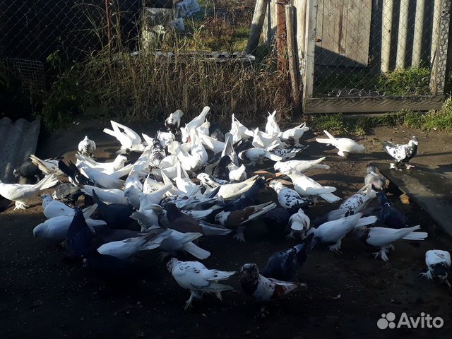 Андижанские голуби купить на Зозу.ру - фотография № 6
