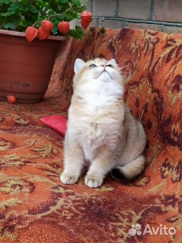 Британский кот