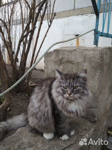 Кошка