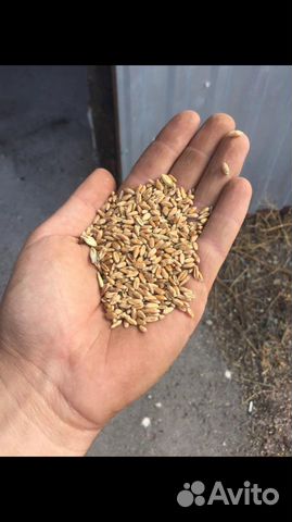 Ячмень Пшеница купить на Зозу.ру - фотография № 1