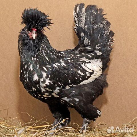 Инкубационное яйцо, цыплята купить на Зозу.ру - фотография № 1
