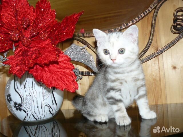 Скоттиш страйт (шотландкая прямоухая) девочка