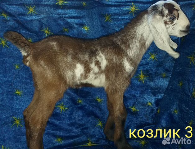 Козы,козлы,козлята купить на Зозу.ру - фотография № 2