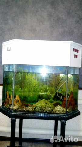 Продаются аквариумы купить на Зозу.ру - фотография № 2