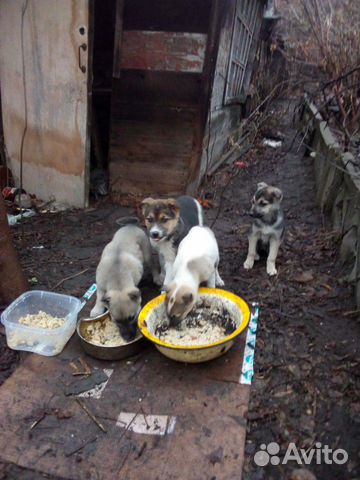 Двух месячные щенята купить на Зозу.ру - фотография № 3