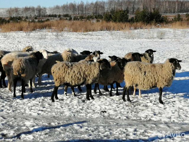 Овцы романовской породы купить на Зозу.ру - фотография № 1
