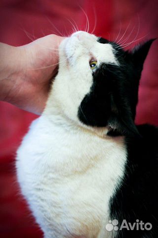Спокойный и добрый котик Васенька ищет семью