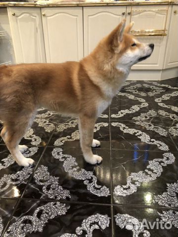 Akita inu
